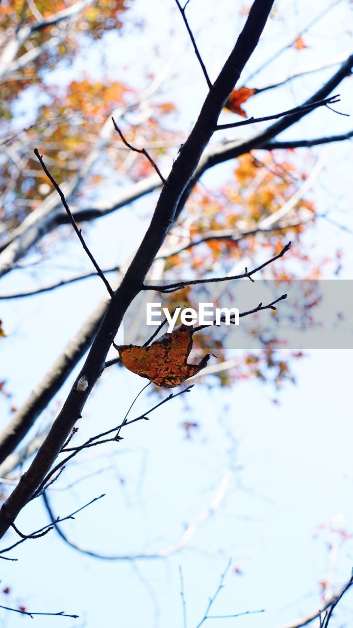 CLOSE-UP OF BIRD PERCHING ON TREE AGAINST SKY