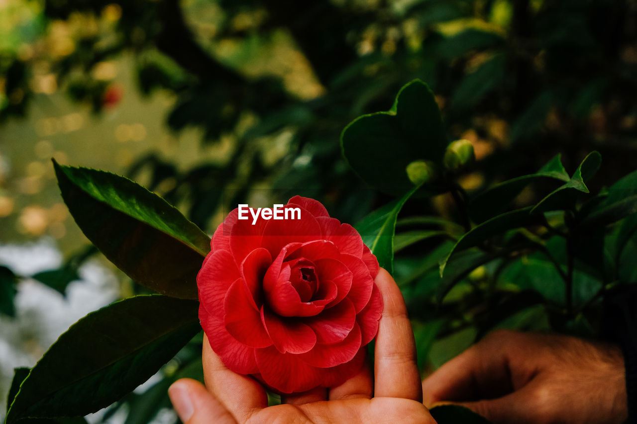 Close-up of hand holding red flower