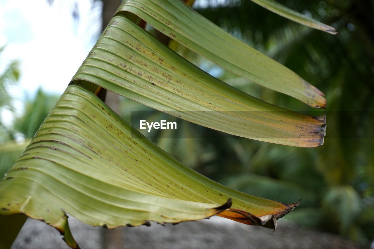 CLOSE-UP OF A LEAF