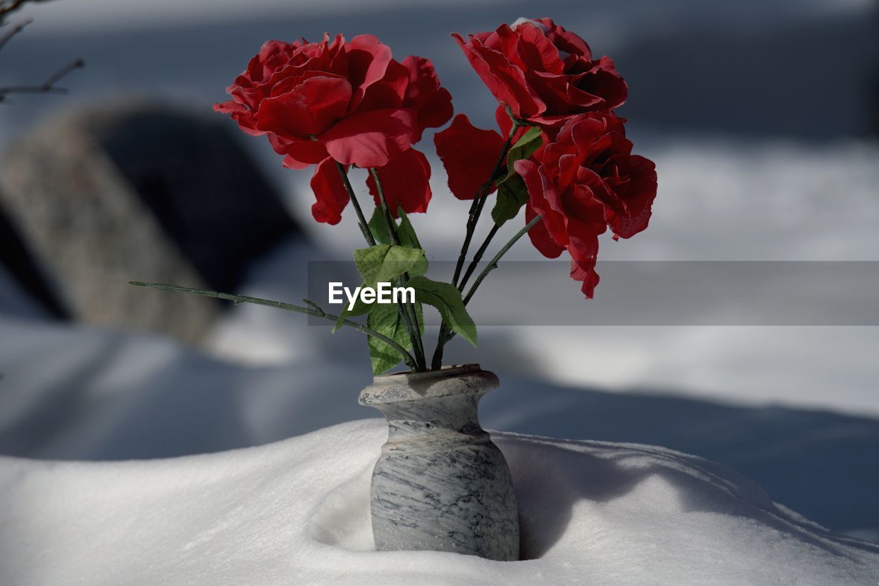 flower, flowering plant, plant, red, beauty in nature, nature, freshness, rose, macro photography, petal, fragility, close-up, flower head, no people, inflorescence, outdoors, focus on foreground, vase, floristry, leaf, flower arrangement, sky, plant part, plant stem, white, environment