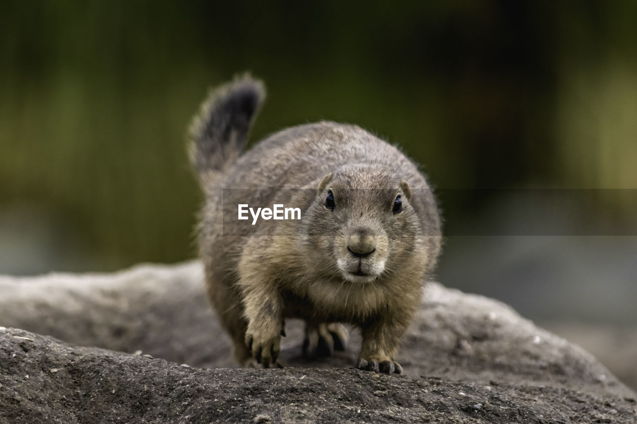 Portrait of prairie dog on rock