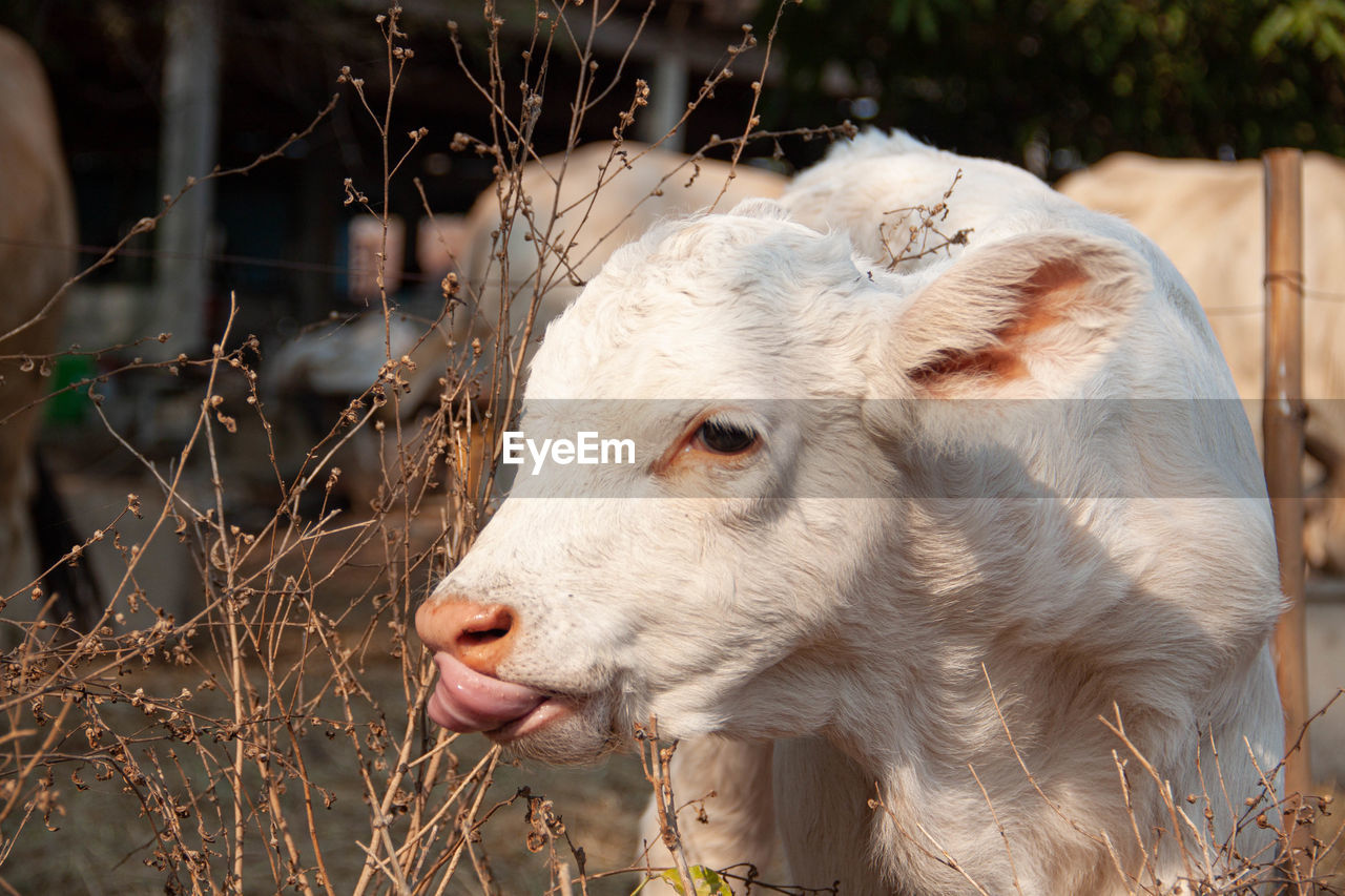 CLOSE-UP OF A SHEEP