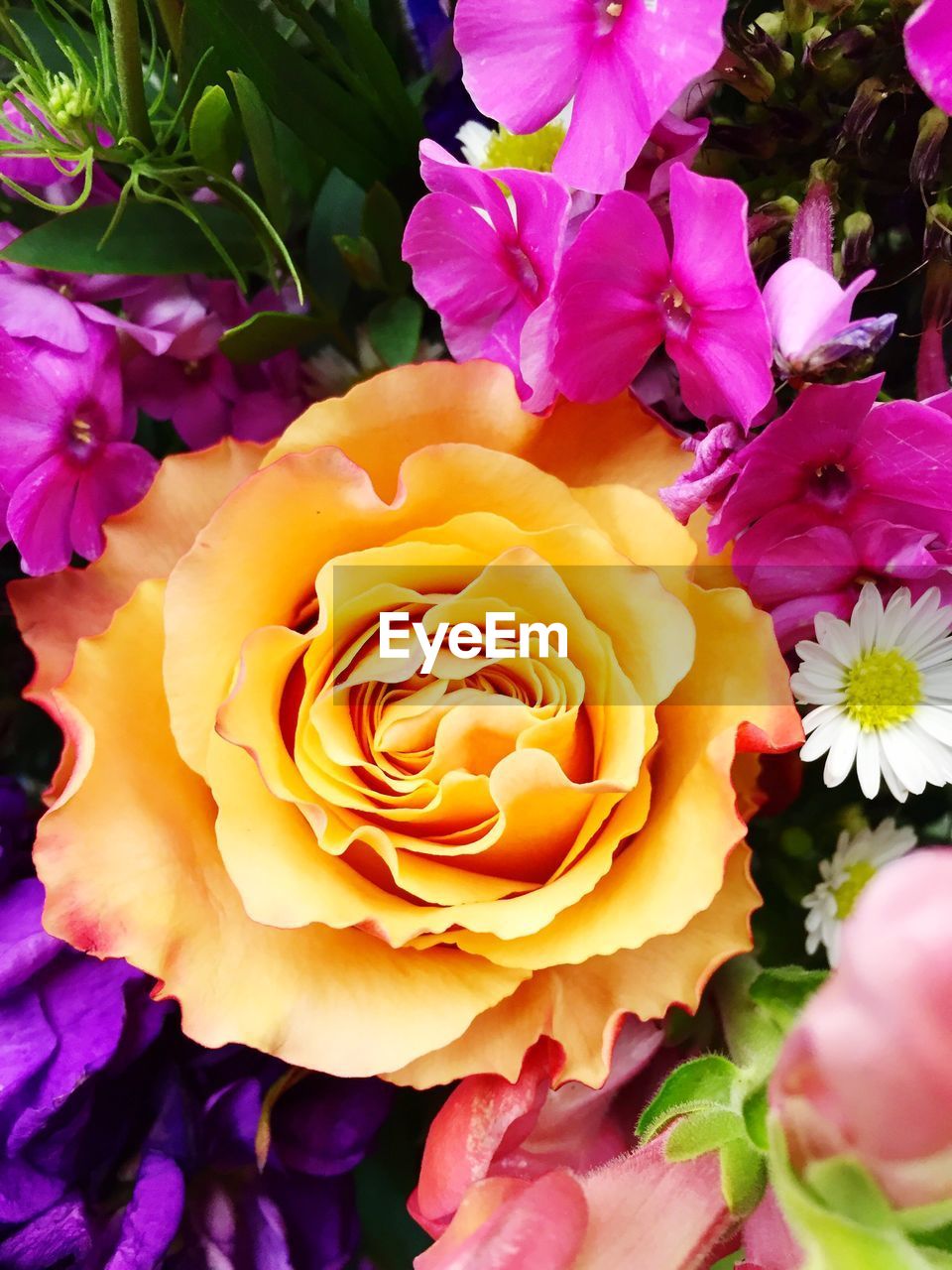 Close-up of pink roses