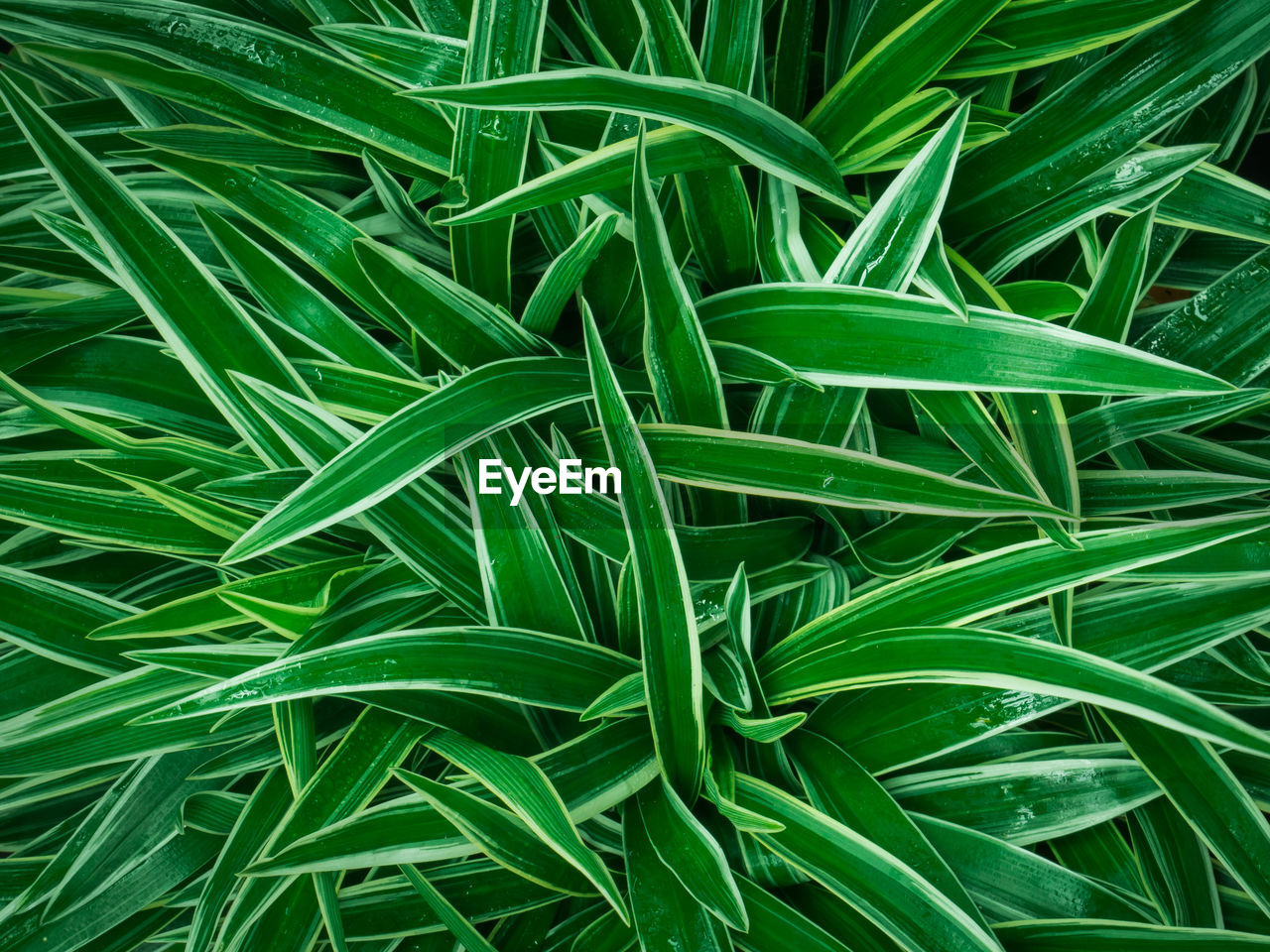 Full frame shot of grassy field