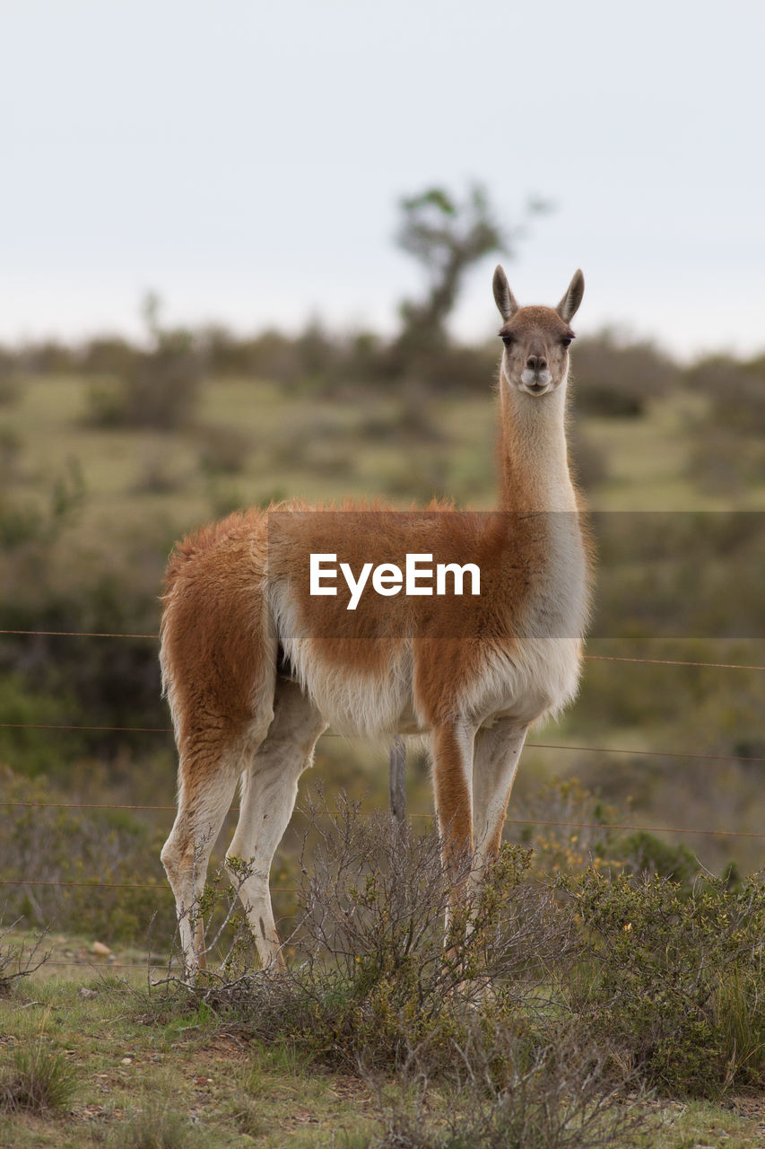 Portrait of llama standing on field