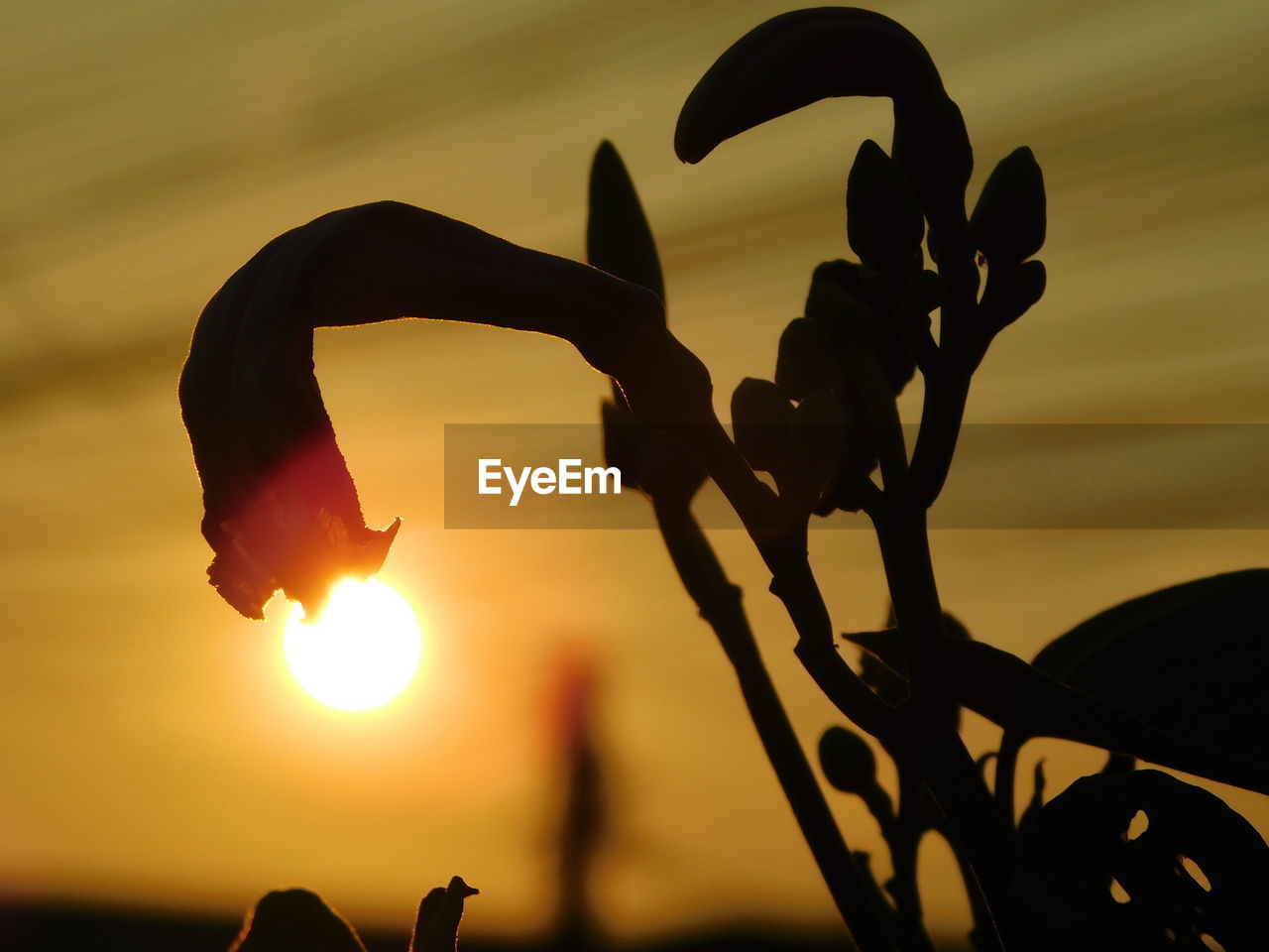 CLOSE-UP OF SILHOUETTE PLANT AGAINST SKY AT SUNSET