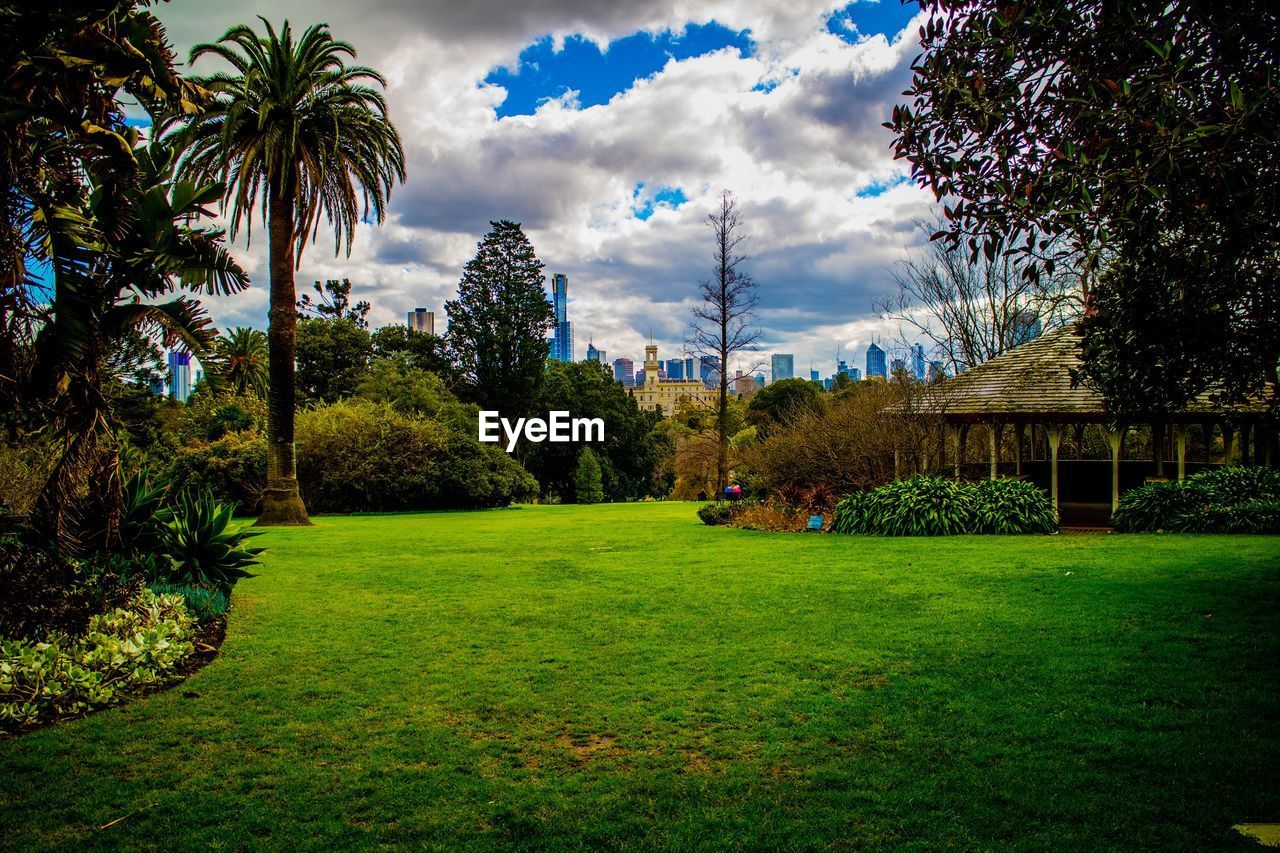 TREES IN PARK