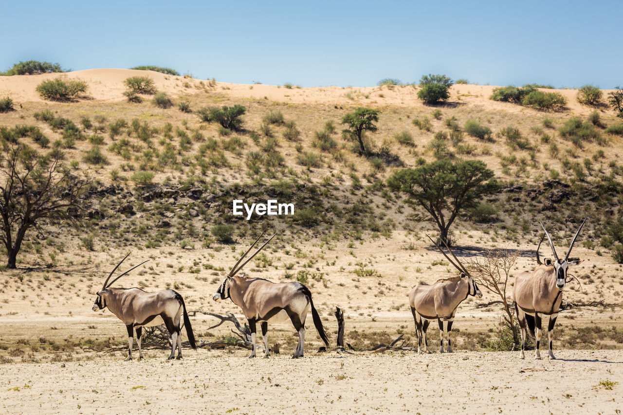 Antelopes standing at desert