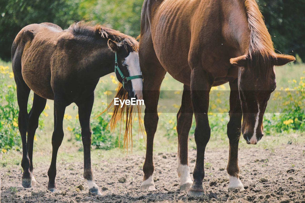 Horses standing on field