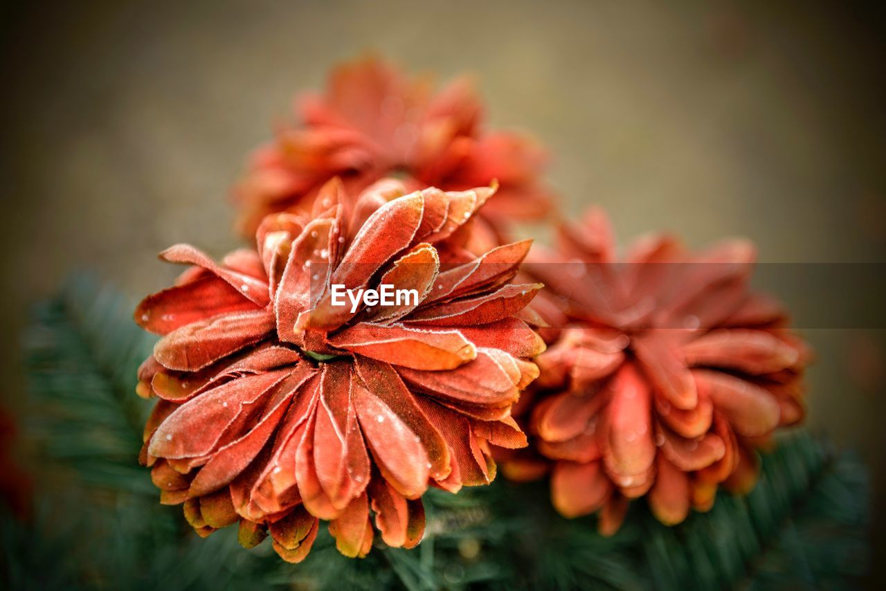 CLOSE-UP OF ORANGE DAY LILY BLOOMING