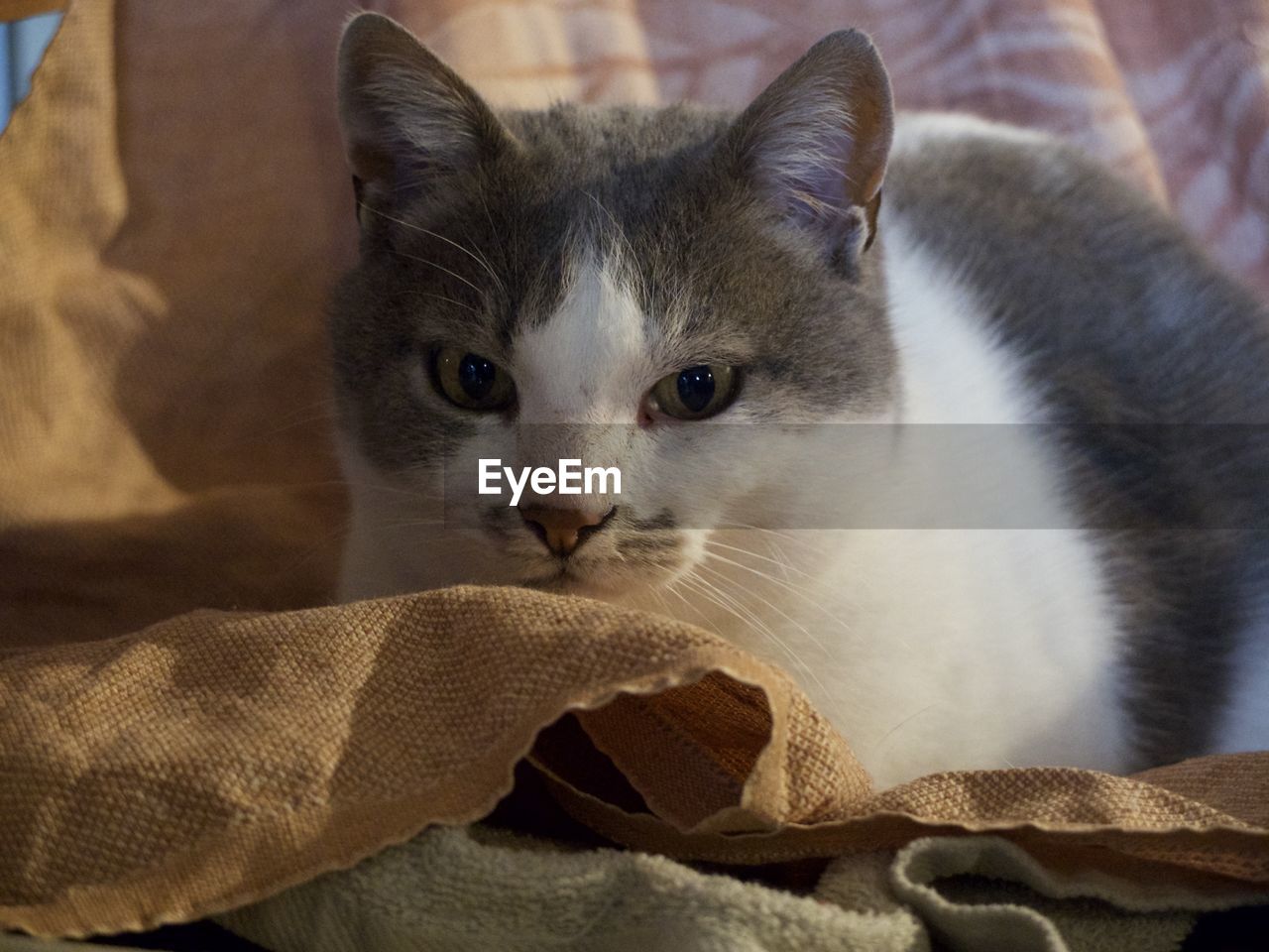 Close-up portrait of cat sitting