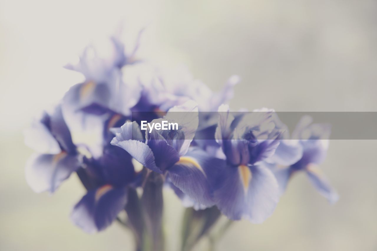 Close-up of flowers over white background