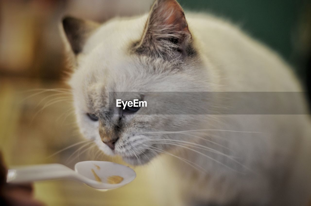 CLOSE-UP OF CAT LOOKING AWAY