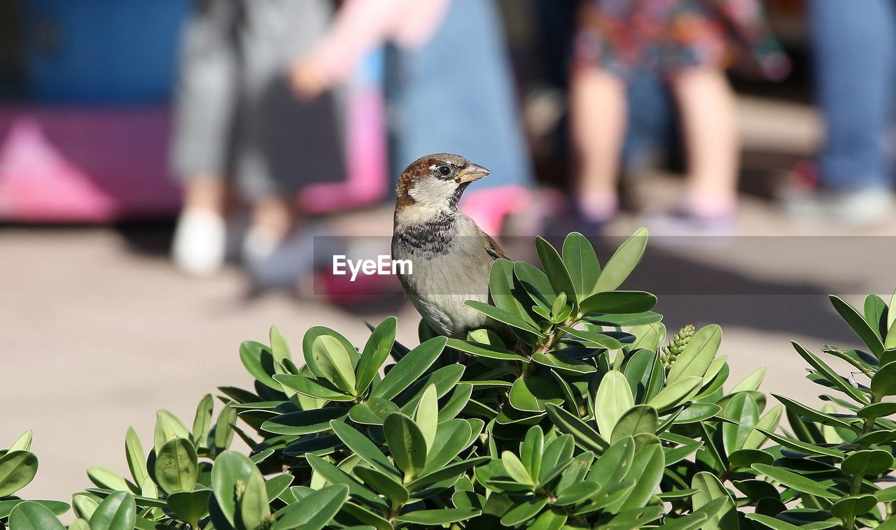 Close-up of bird perching on plant