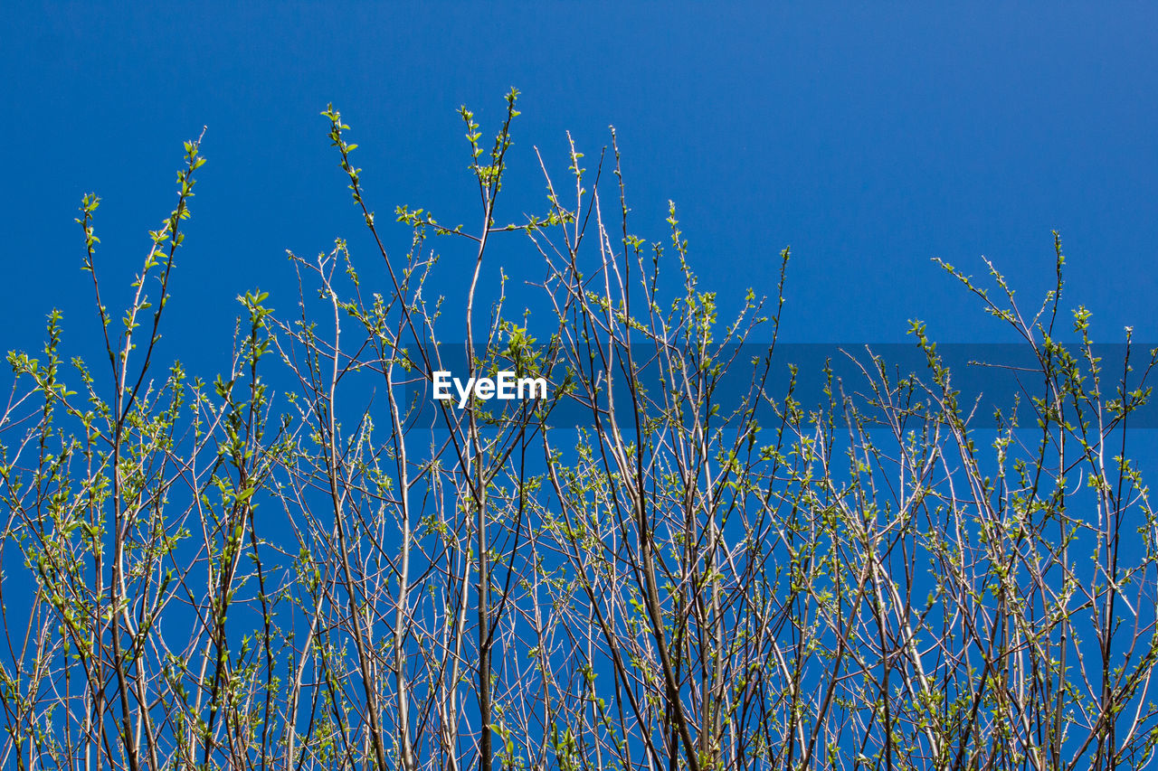 Low angle view of plants against clear blue sky