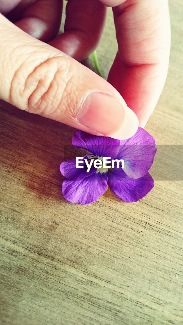 Close-up of person hand holding purple flower