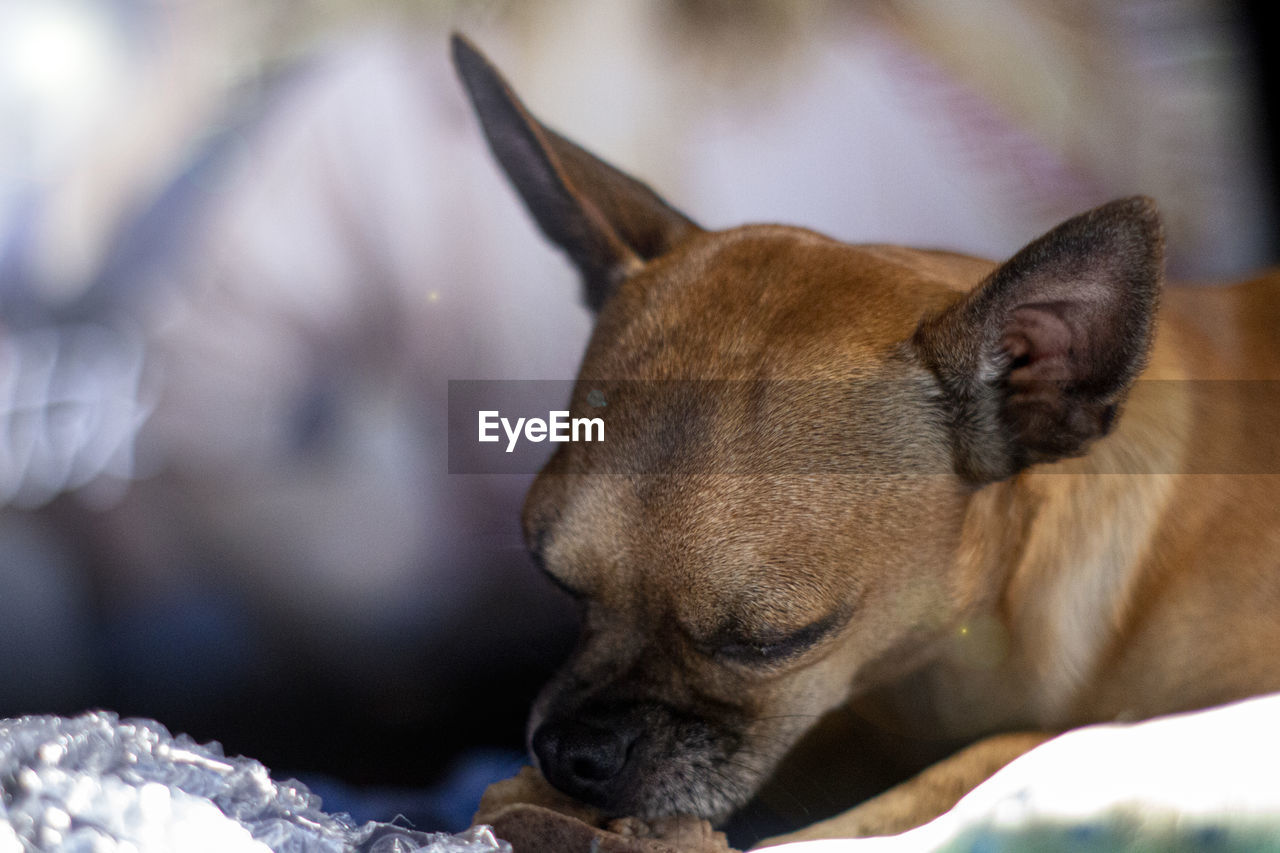 CLOSE-UP OF A DOG WITH EYES