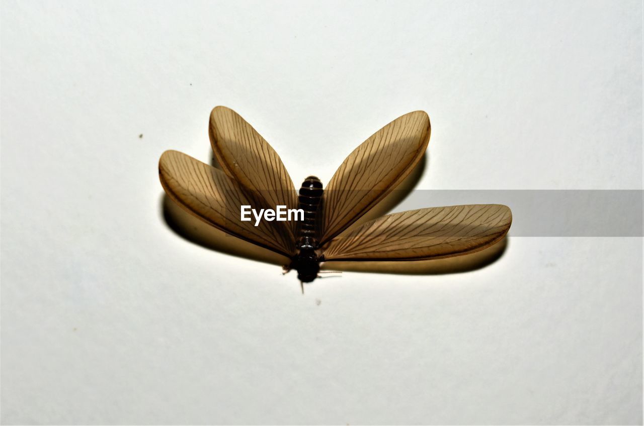 HIGH ANGLE VIEW OF BUTTERFLY