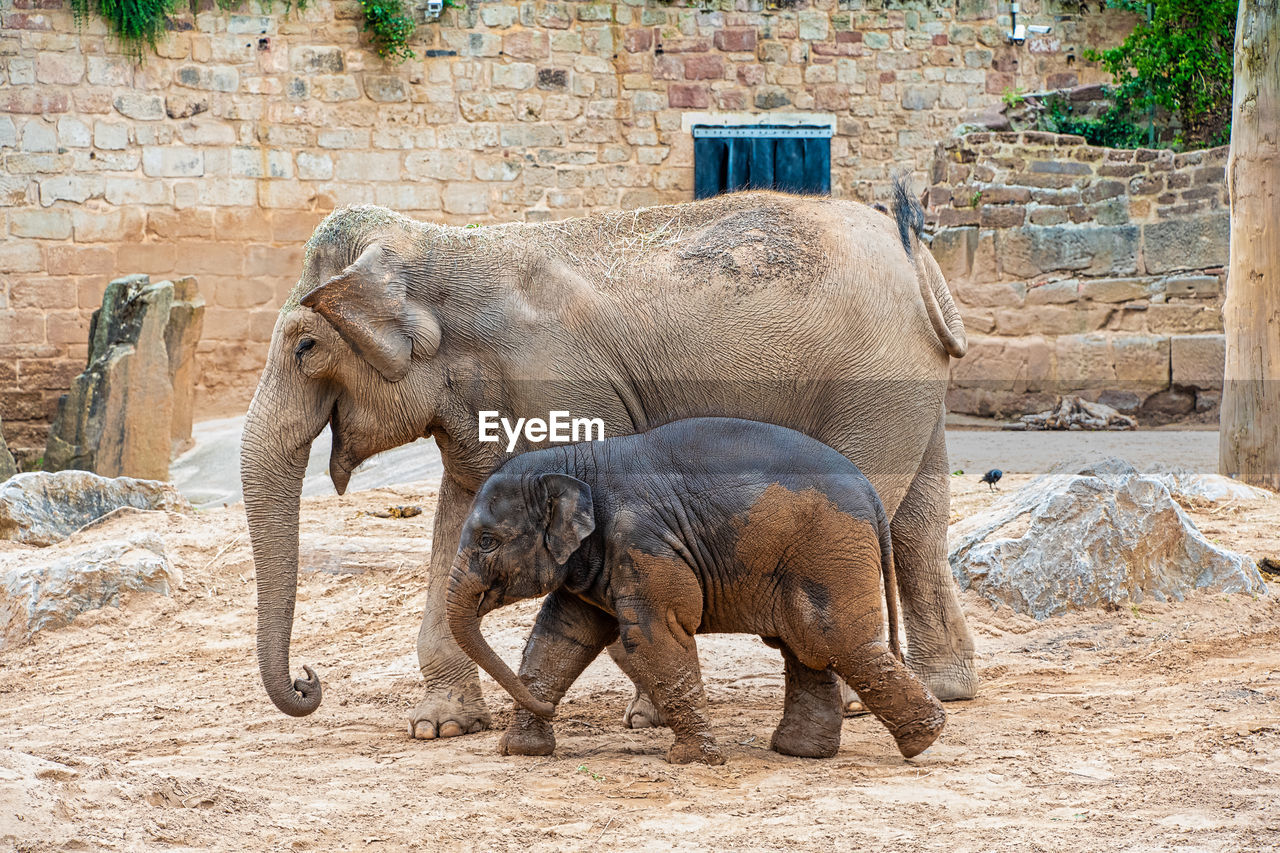 ELEPHANT IN ZOO