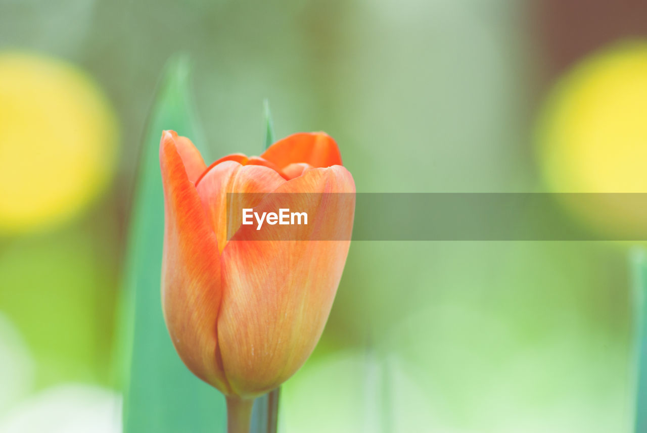 Close-up of orange tulip flower in garden