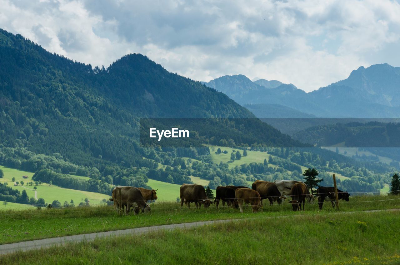 HORSES ON FIELD AGAINST MOUNTAINS