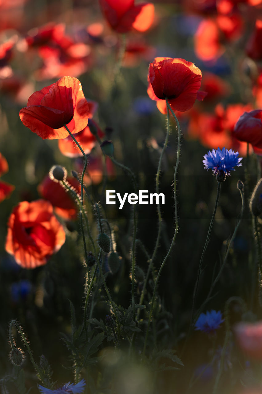 plant, flower, flowering plant, nature, beauty in nature, red, freshness, macro photography, close-up, growth, petal, no people, poppy, outdoors, selective focus, wildflower, multi colored, focus on foreground, land, sunlight, fragility, flower head, food, landscape, summer, field, inflorescence, botany, environment