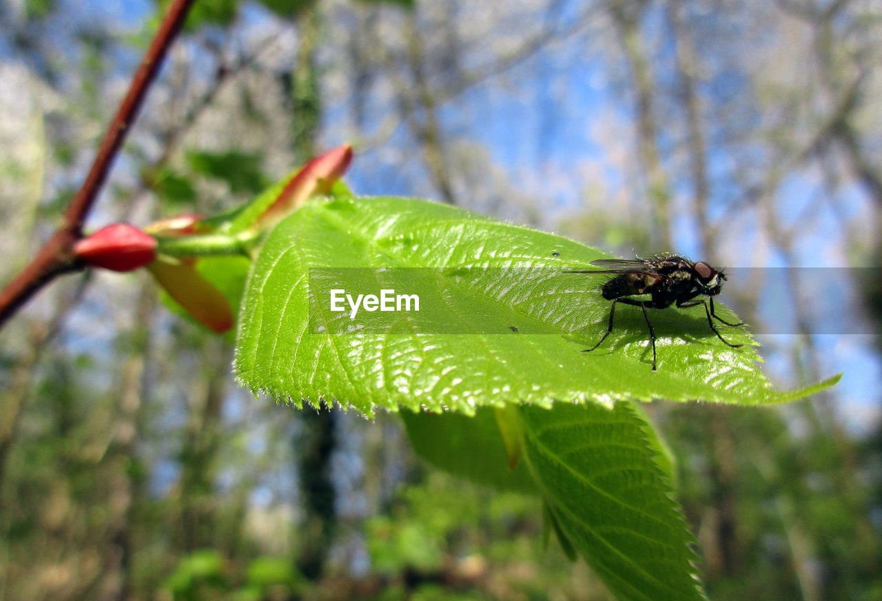 Close-up of housefly on leaf