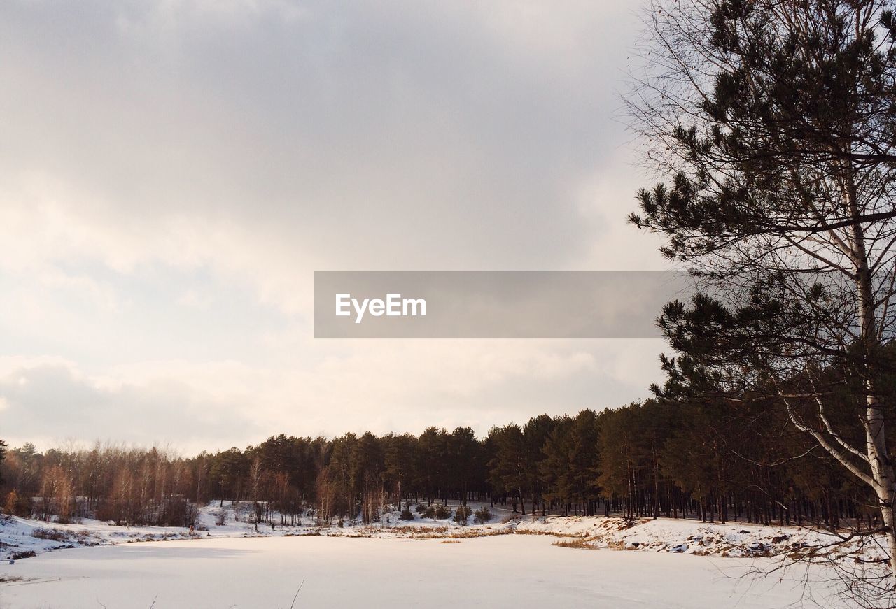 Trees on snow covered landscape