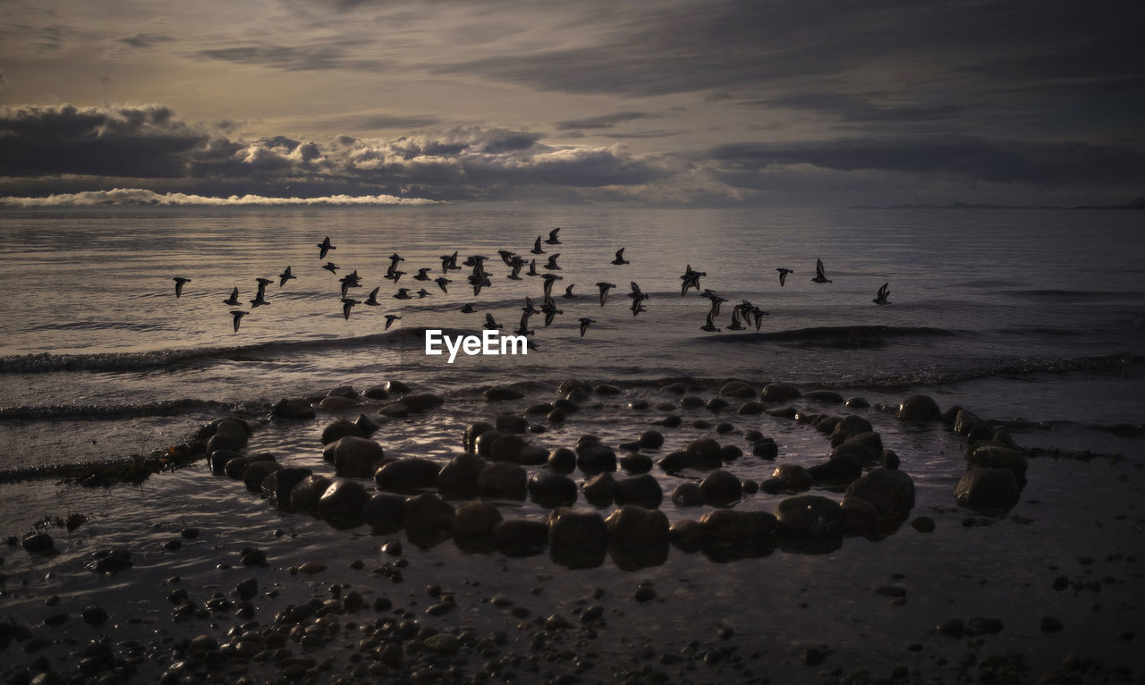 Birds flying over stones at beach