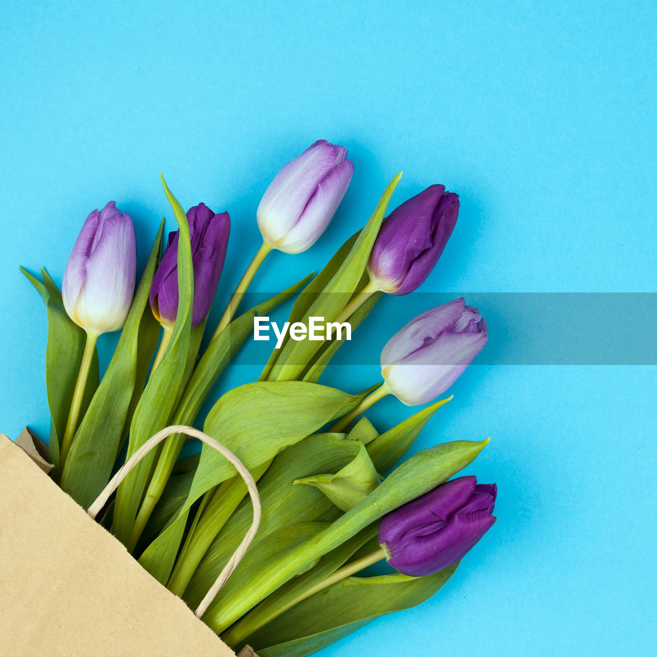 High angle view of purple tulip flower