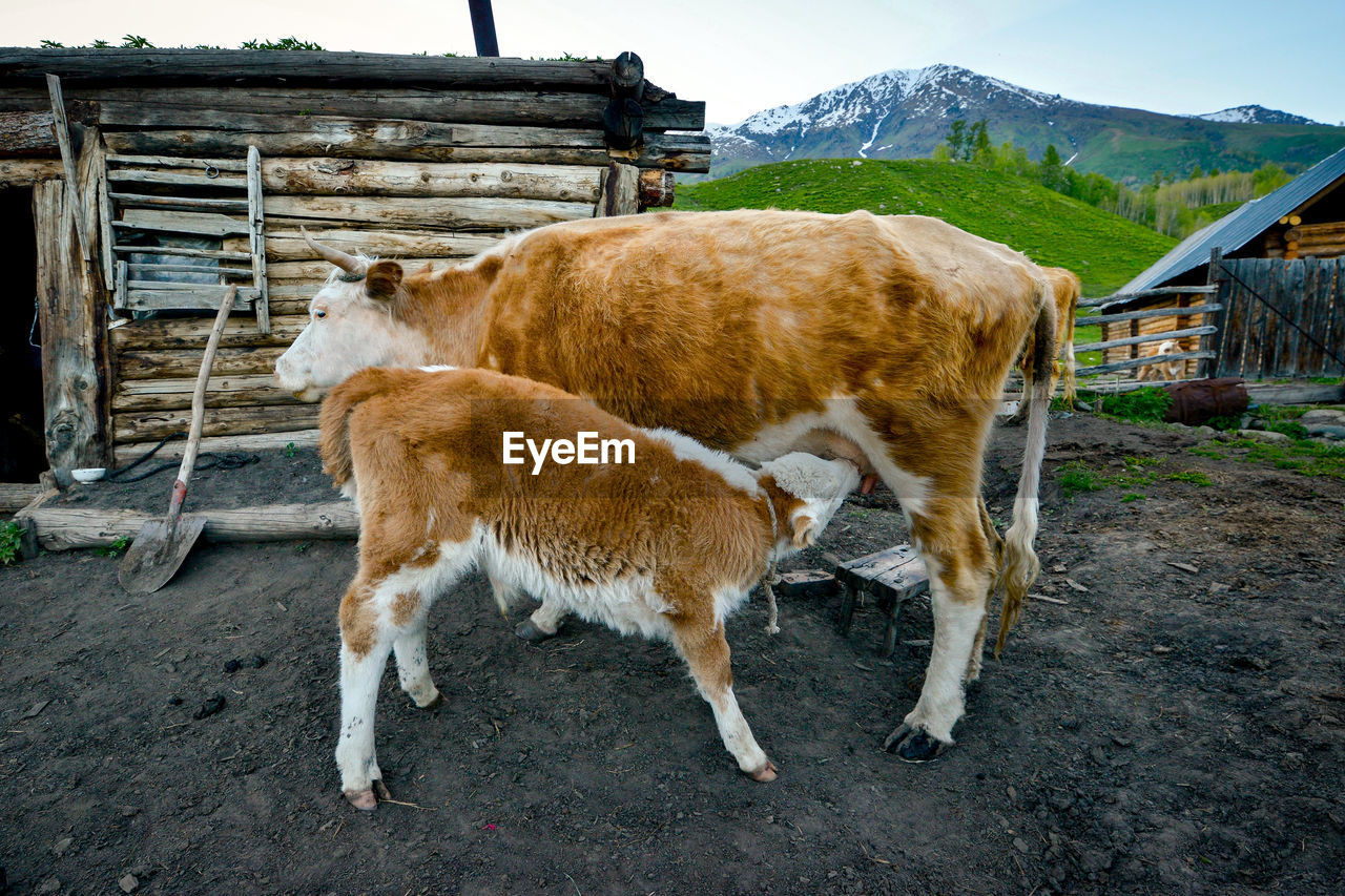 The tuvas are traditionally nomadic herders who rely on their livestock for sustenance.