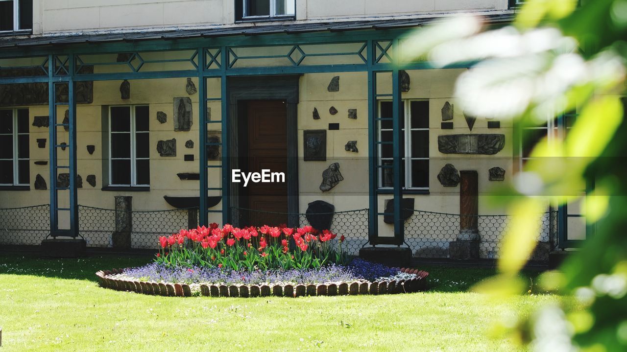 FLOWERS ON LAWN BY BUILDING