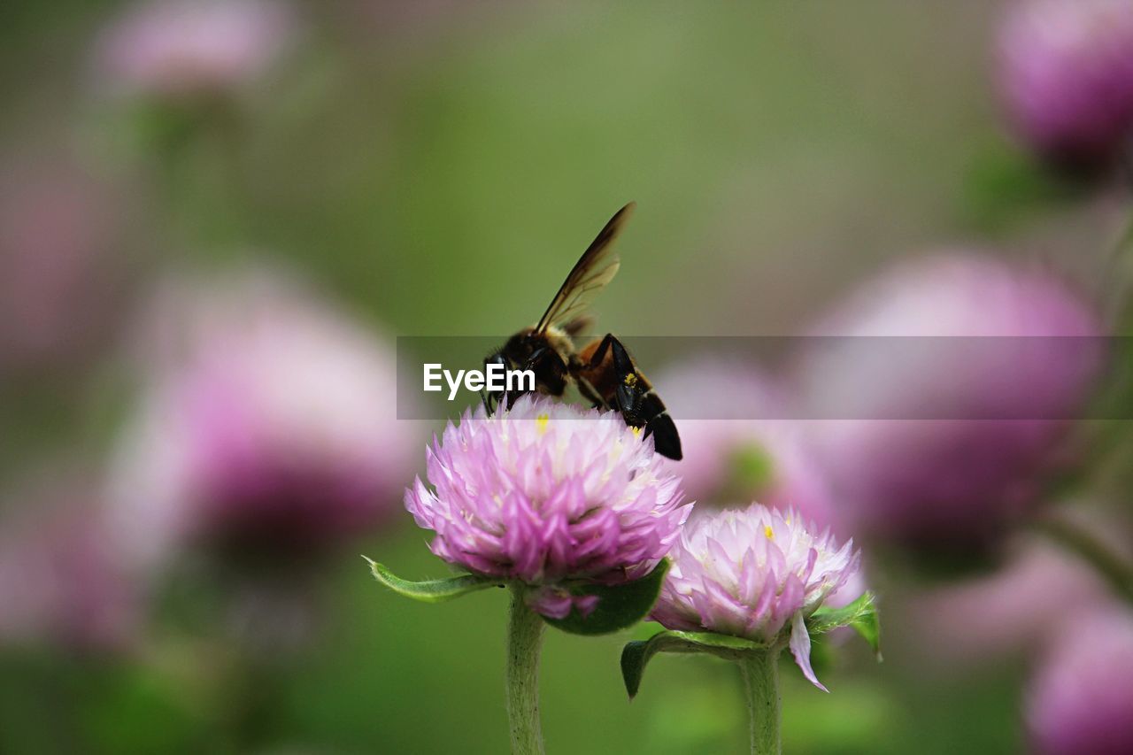 CLOSE-UP OF HONEY BEE ON PURPLE FLOWER