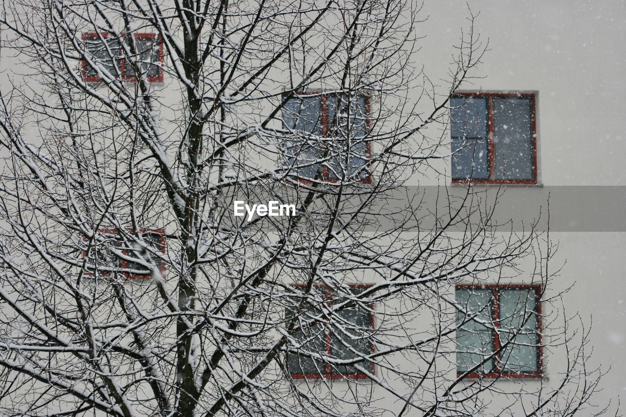 Bare tree against building during winter