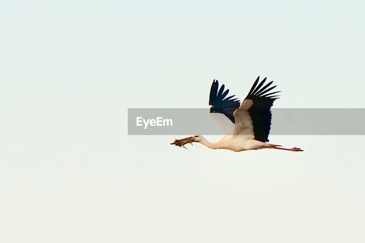 LOW ANGLE VIEW OF BIRDS FLYING IN SKY