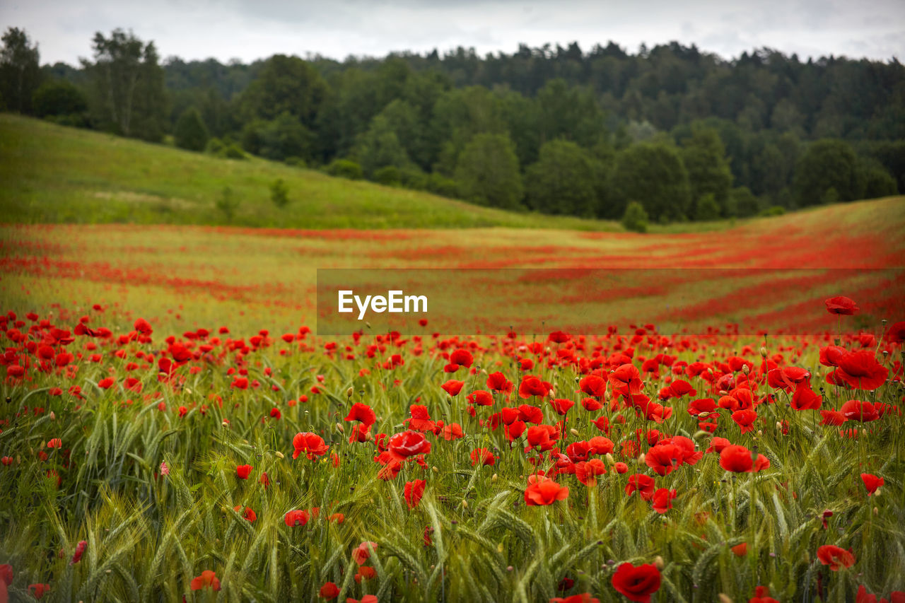 SCENIC VIEW OF RED POPPY FLOWERS IN FIELD