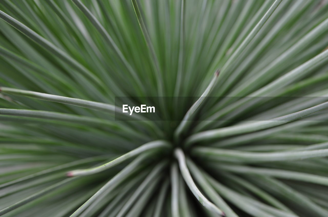 Close-up view of palm leaf