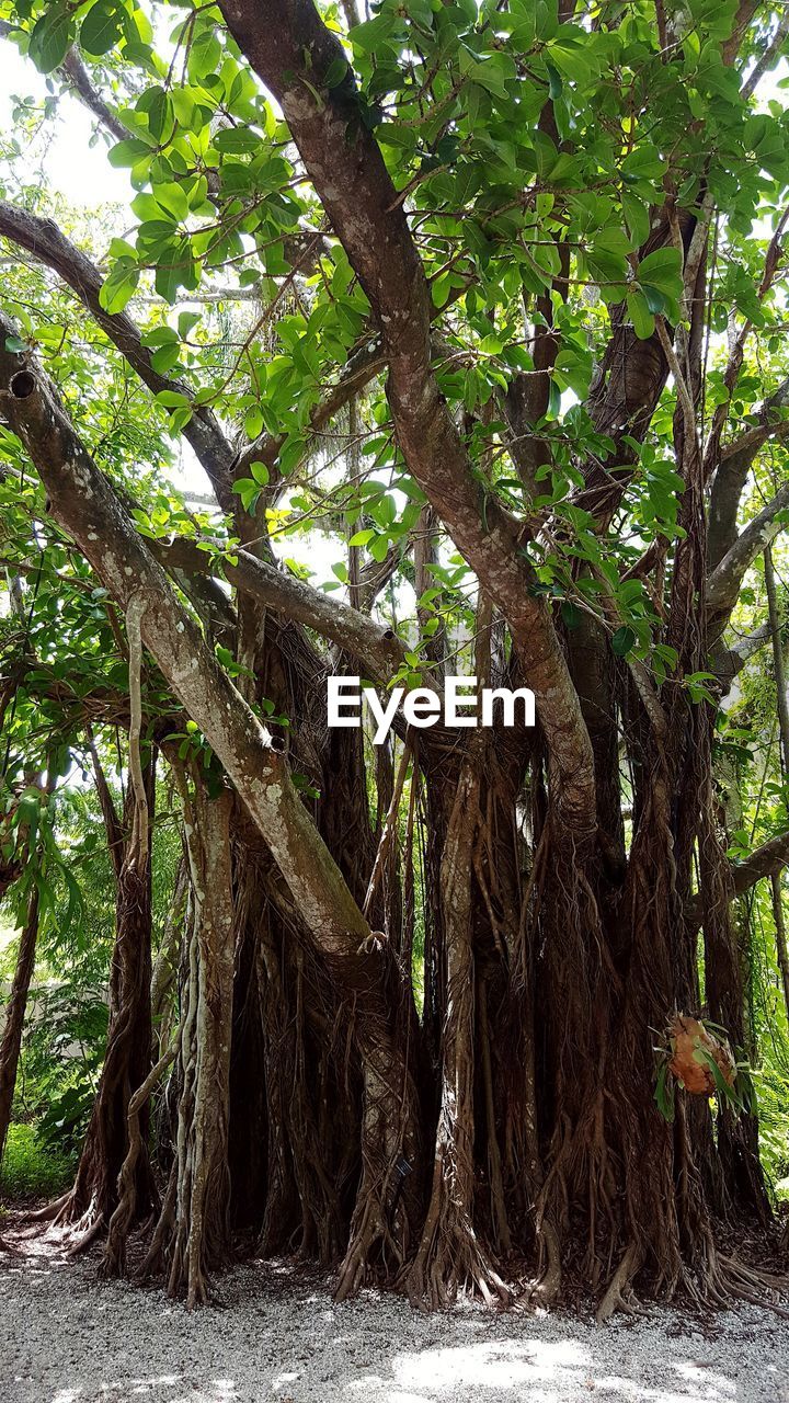 LOW ANGLE VIEW OF TREE ROOTS IN FOREST