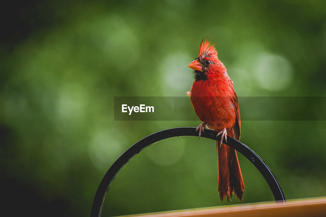 Cardinal at the bird feeder