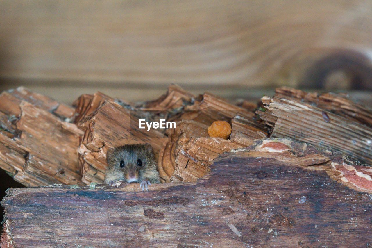 CLOSE-UP OF AN INSECT ON LOG