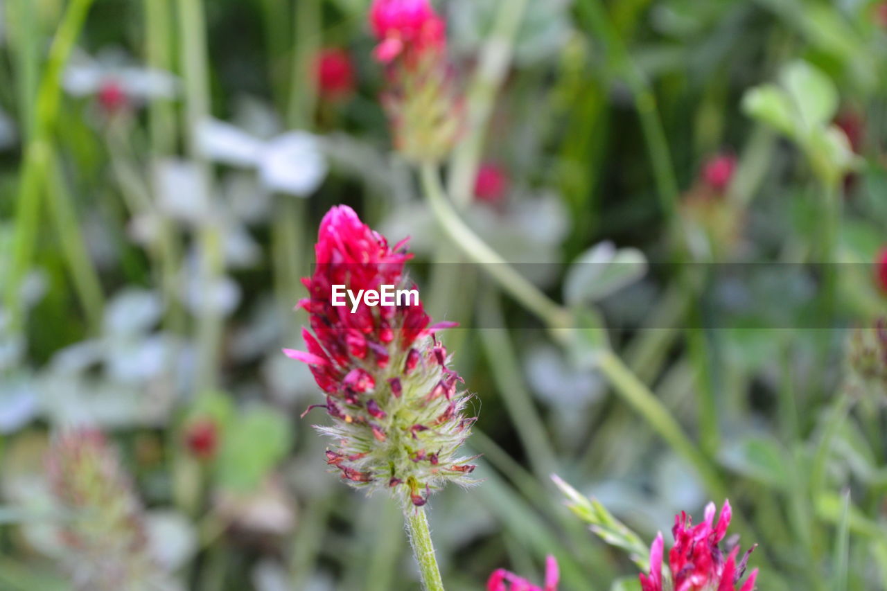 CLOSE-UP OF PINK FLOWER AGAINST BLURRED BACKGROUND