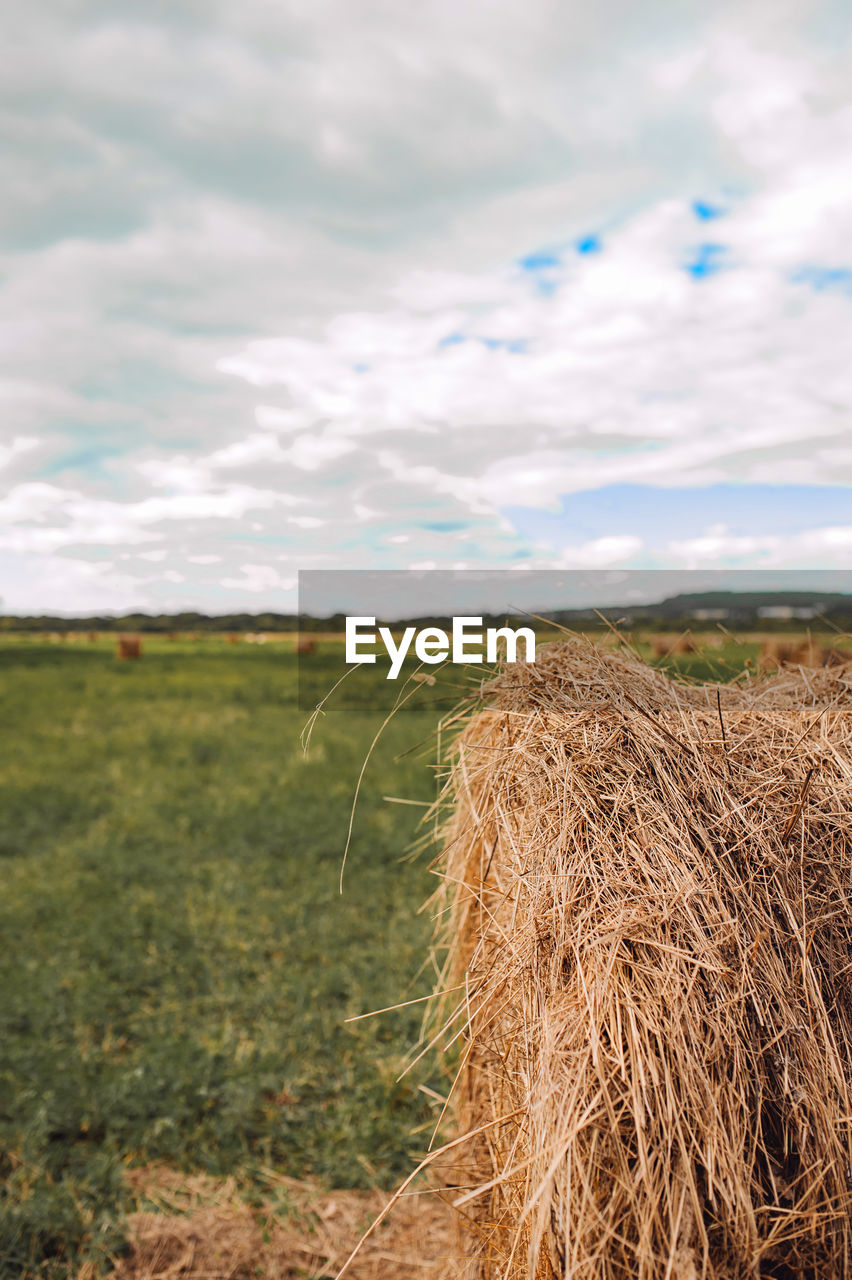 Stacks of dry twisted hay on a huge field. collecting grass for a reserve. selective focus