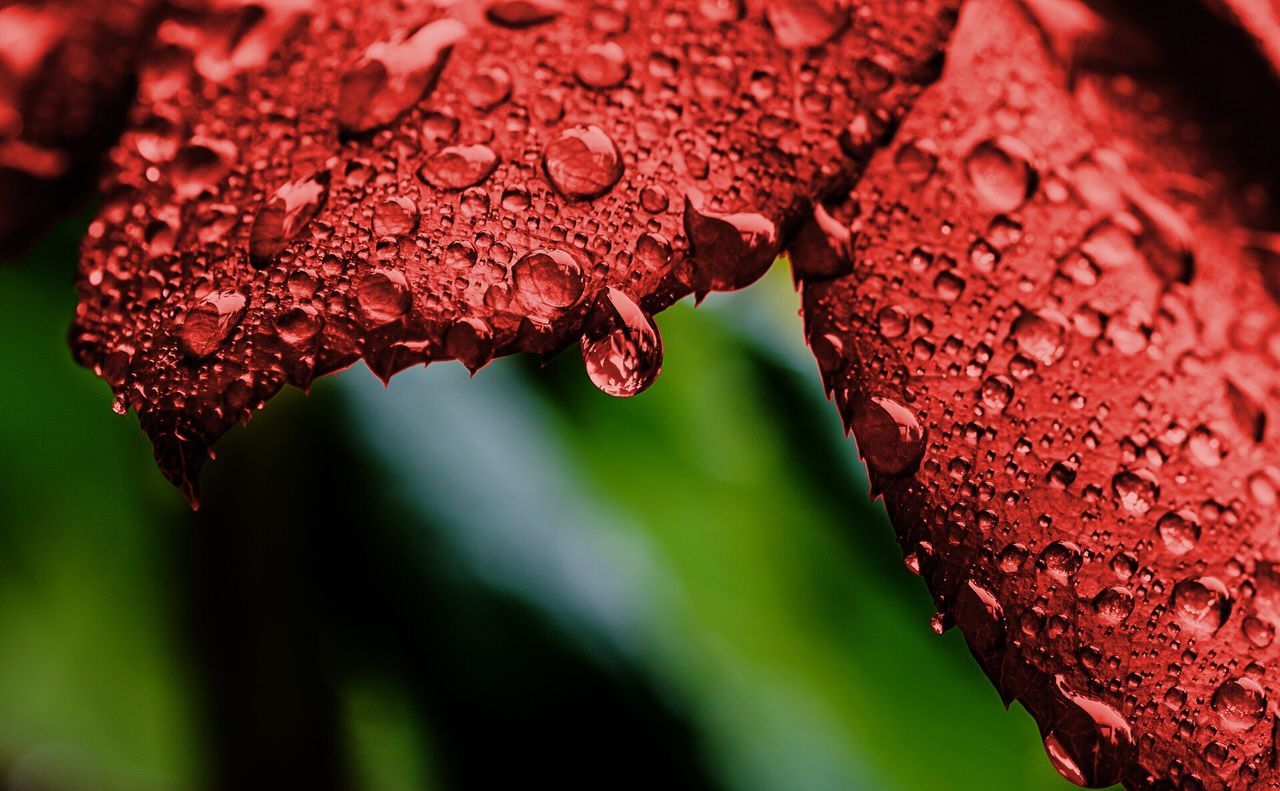 Close-up of water drops on leaf