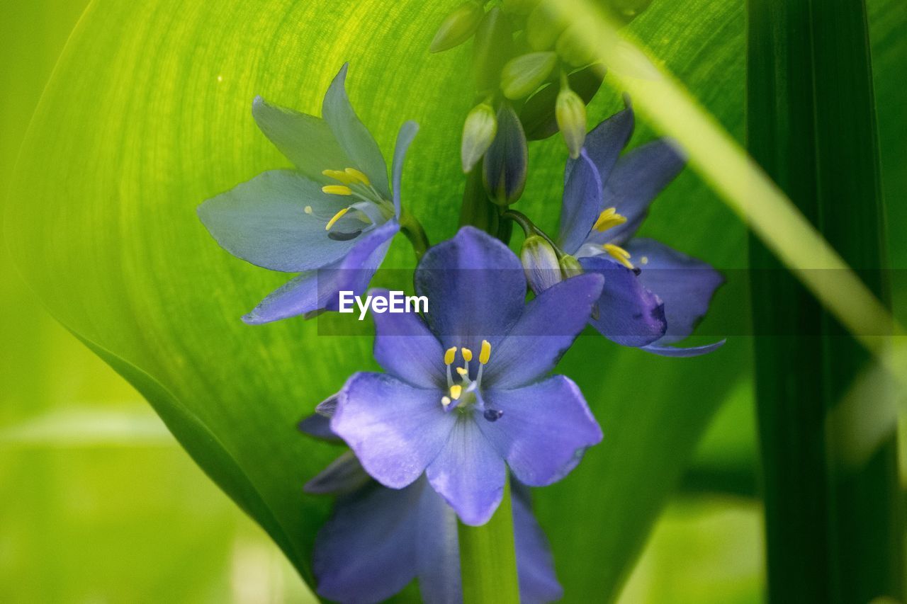 CLOSE-UP OF PURPLE FLOWERS