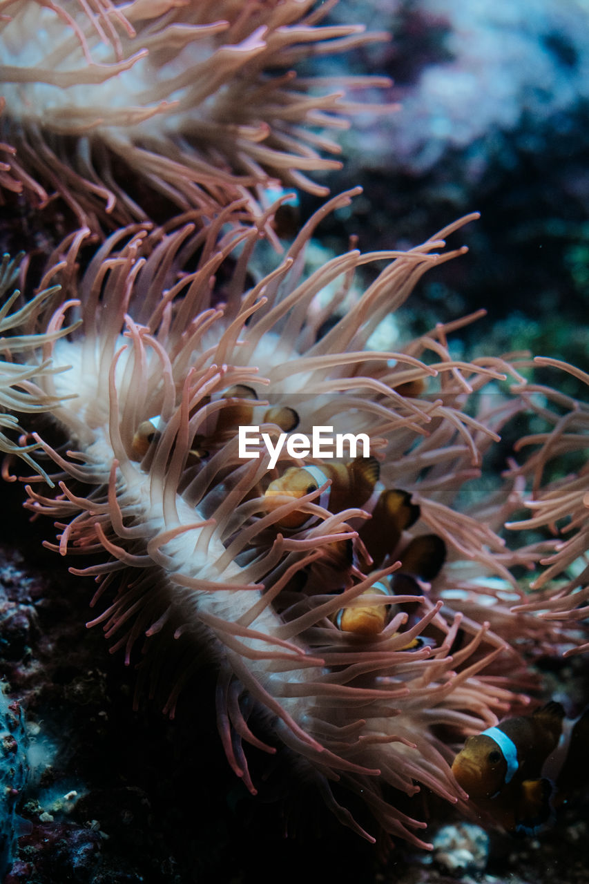 Clownfish family in anemone aquarium of genoa