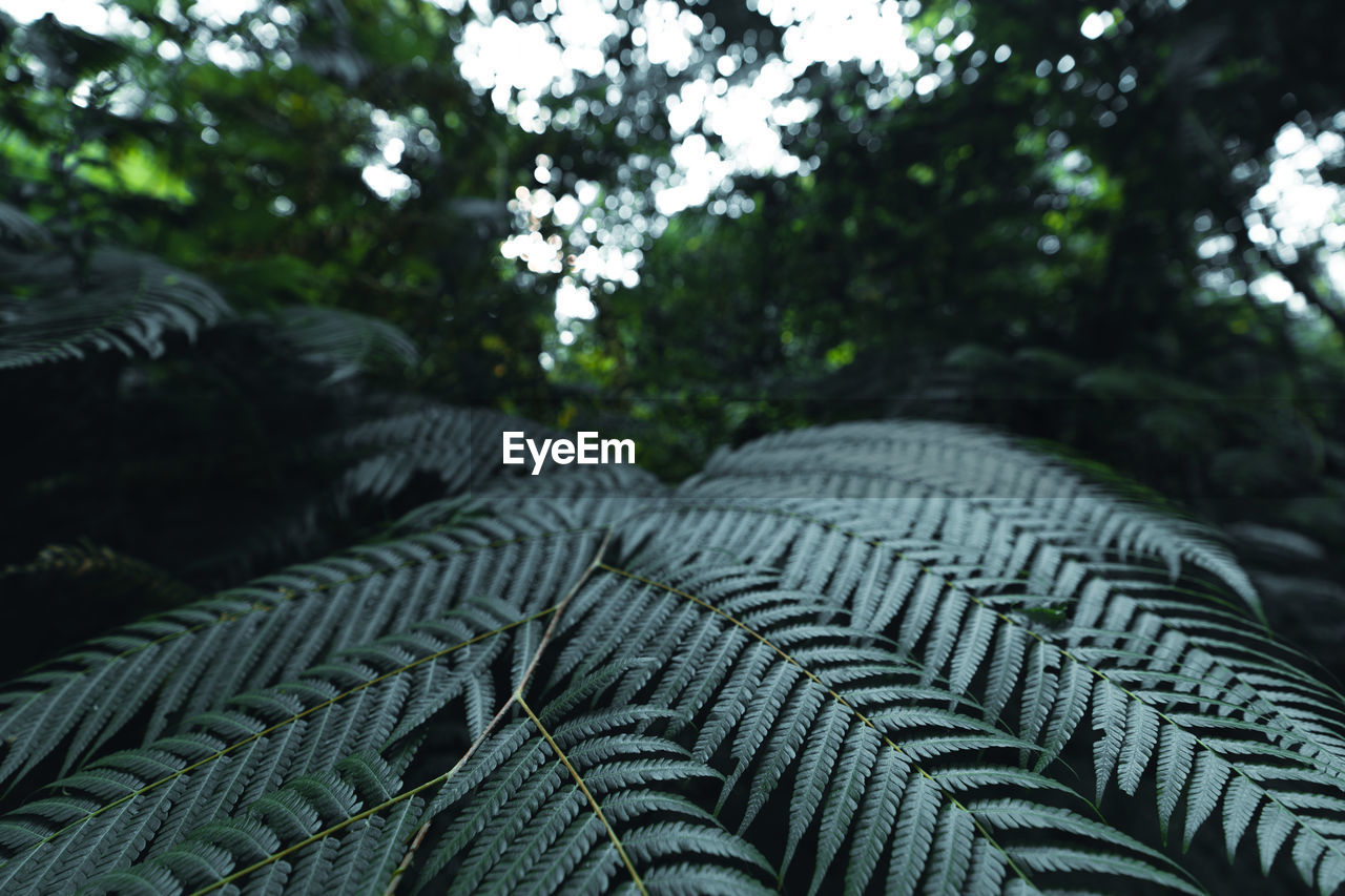 Close-up of fern against trees