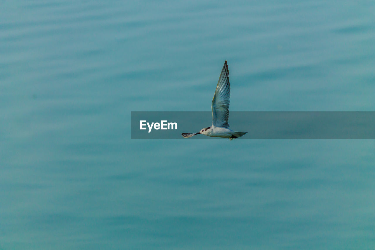 SEAGULL FLYING IN A LAKE