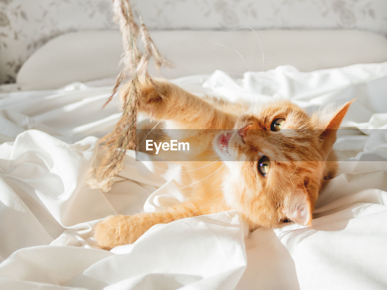 Cute ginger cat plays with dried grass on crumpled bed. morning bedtime with playful pet. 