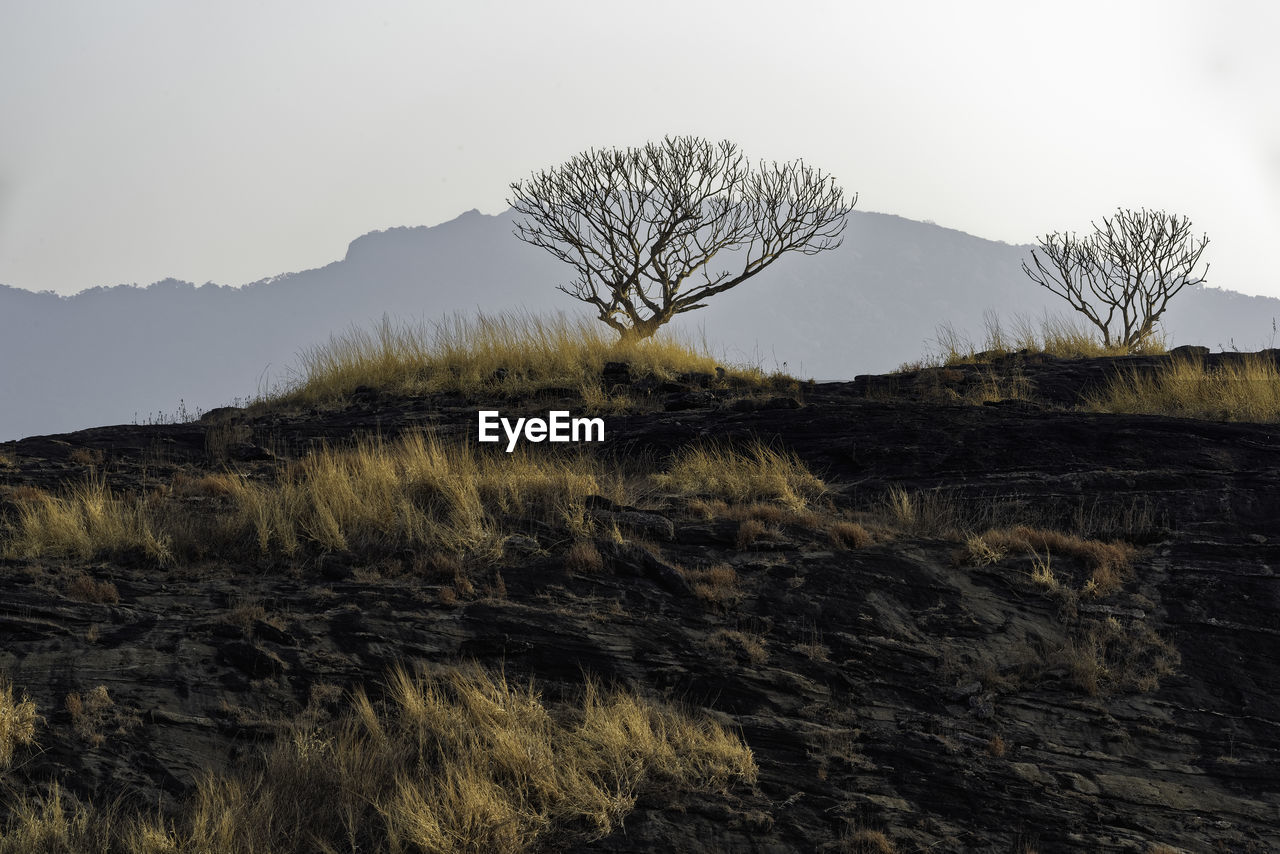 Bare tree on field against sky