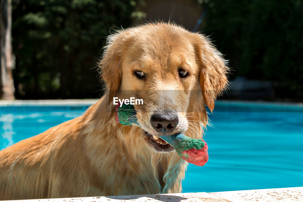 CLOSE-UP PORTRAIT OF A DOG ON THE SWIMMING POOL